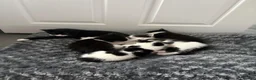Mixed Breed cats for sale: 4 beautiful kittens ❤️ - Advert 2
