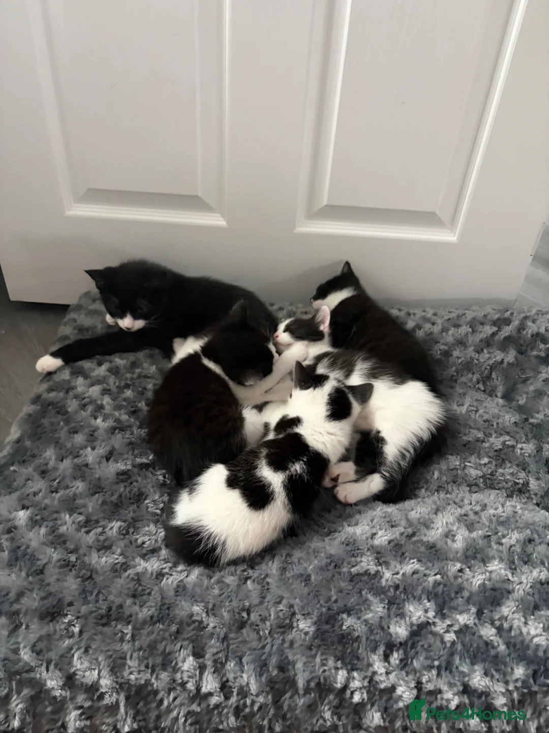 Mixed Breed cats for sale: 4 beautiful kittens ❤️ - Advert 2