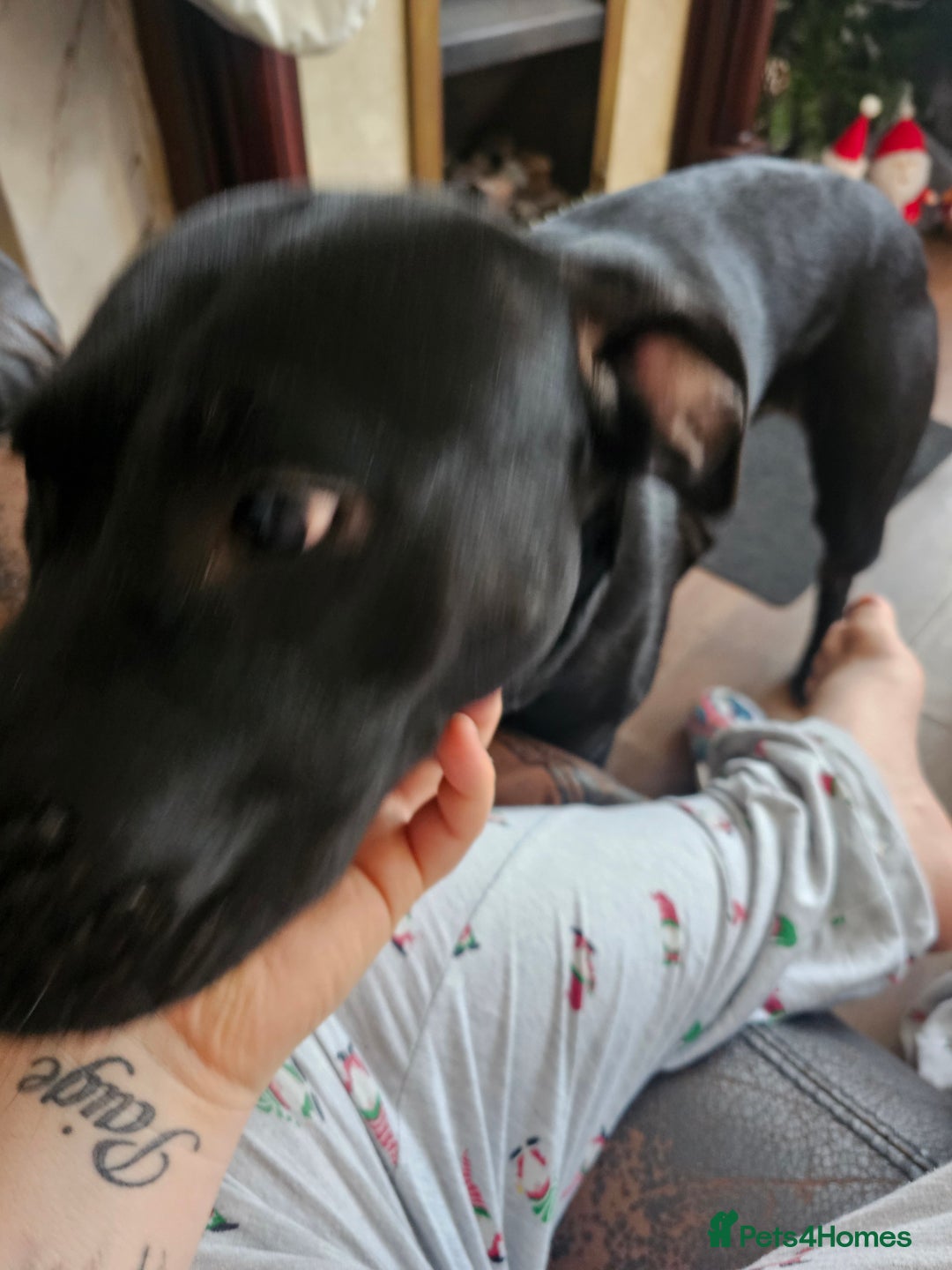 Mixed Breed dogs for sale: Lab cross presa canario  - Advert 3