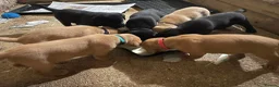Labrador Retriever dogs for sale: KC registered Labrador puppies - Advert 6