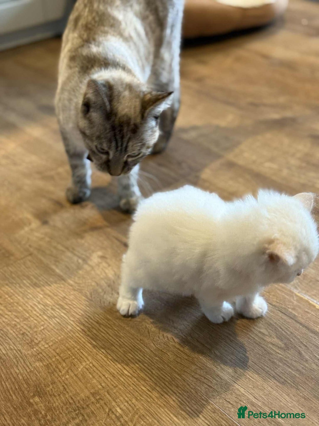 Mixed Breed cats for sale: Male kitten for sale  - Image 6