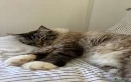 Ragdoll cats for sale: Male 6 year old Tabby Lynx Ragdoll cat - Image 4