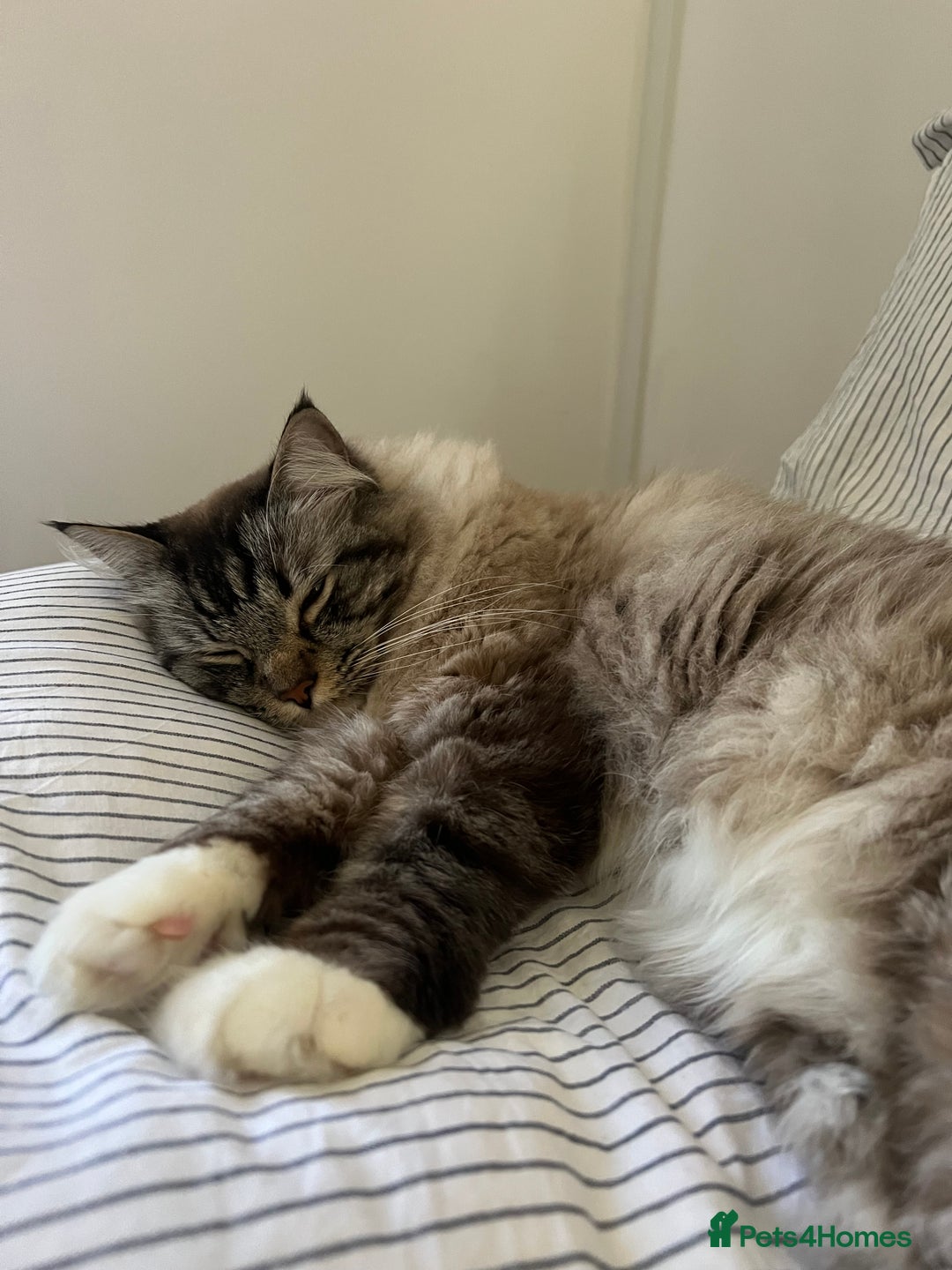 Ragdoll cats for sale: Male 6 year old Tabby Lynx Ragdoll cat - Image 4