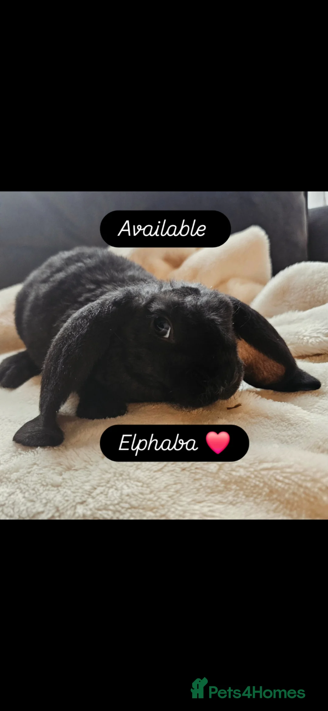 Rex rabbits for sale: Velveteen Litter  - Advert 1