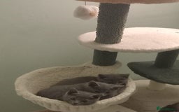 Russian Blue cats for sale: Beautiful Russian blue kittens  - Image 3