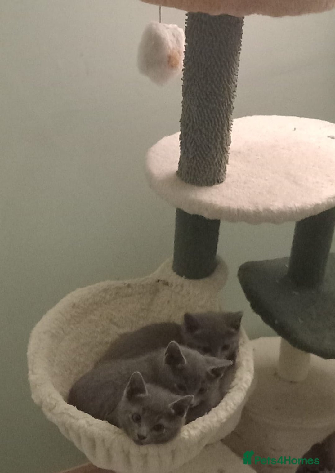 Russian Blue cats for sale: Beautiful Russian blue kittens  - Image 3