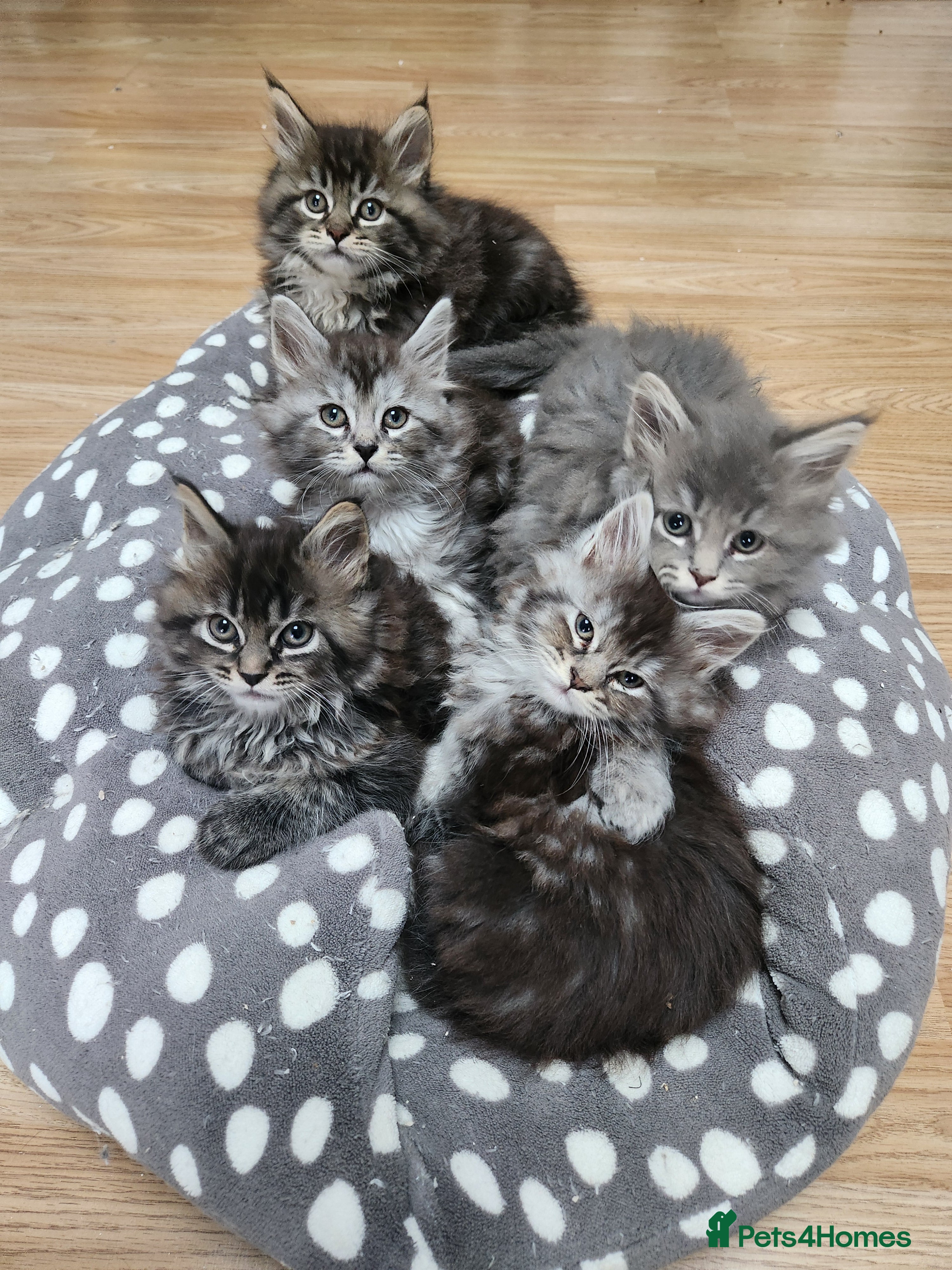 Maine Coon cats Pure Maine coon kittens ready now  - Advert 4