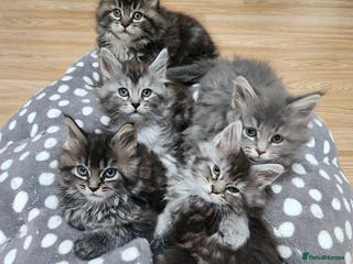 Maine Coon cats Pure Maine coon kittens ready now - Advert 7