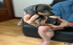 Dachshund dogs for sale: 4 Beautiful miniture dachshunds  - Image 11