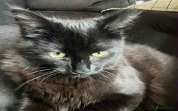 Mixed Breed cats for sale: Two female kittens about 7/8 months old  - Image 3