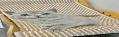 British Shorthair 4