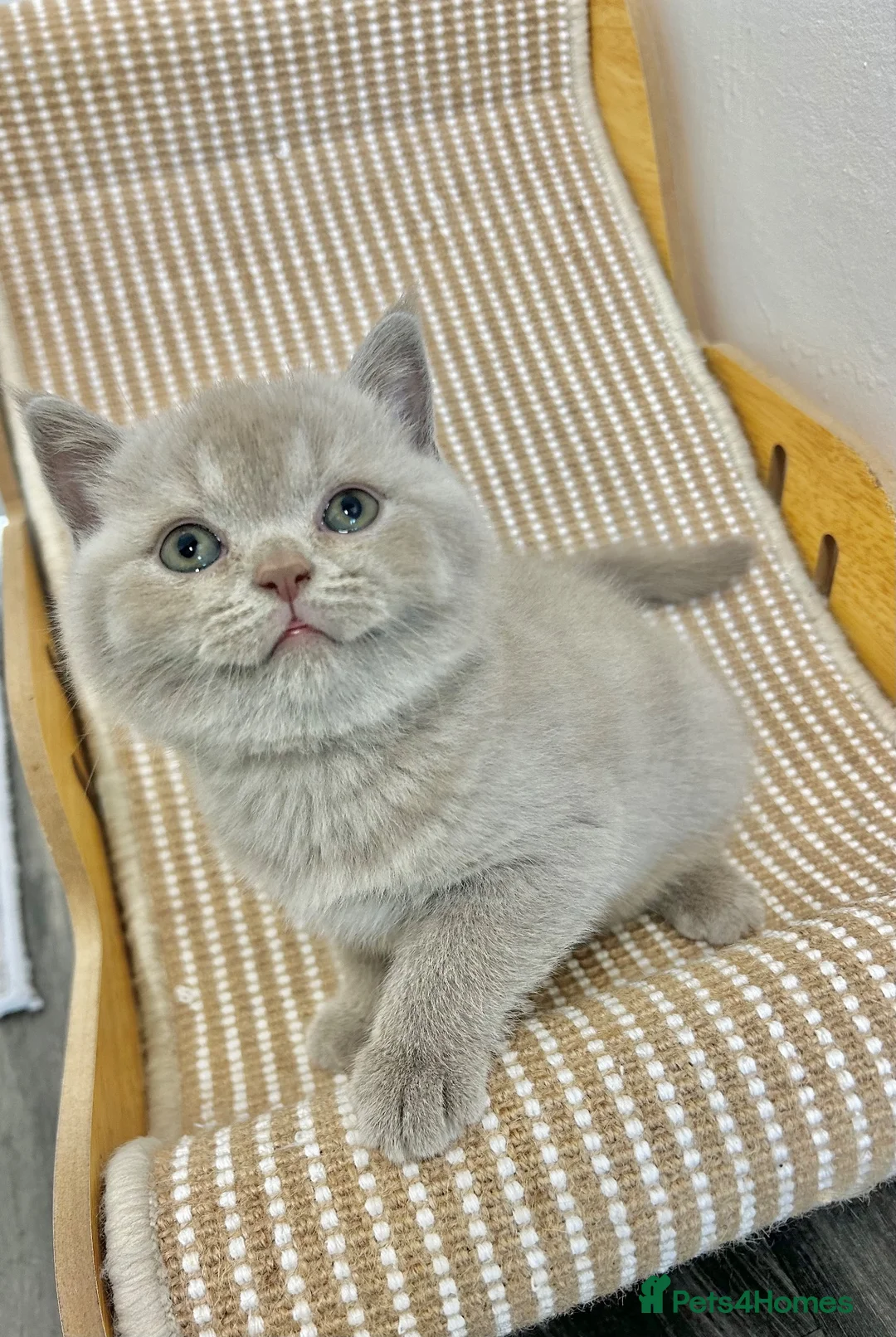 British Shorthair cats for sale: TICA Registered British Shorthair Kittens for Sale - Advert 19