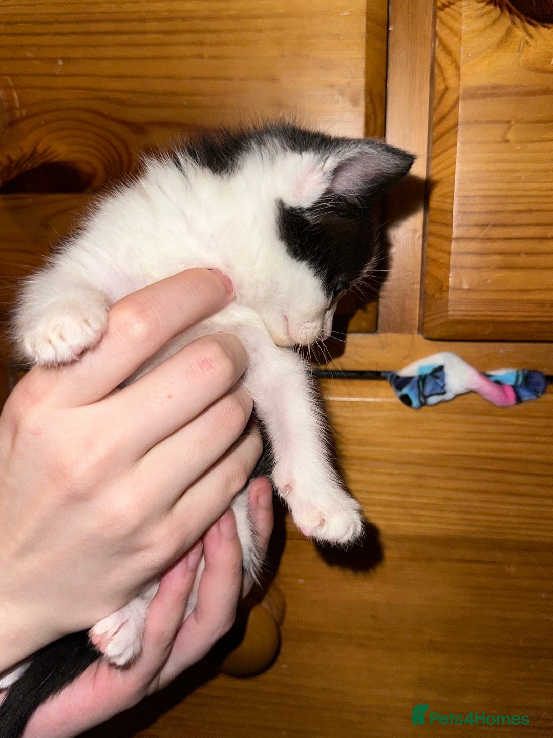 Mixed Breed cats for sale: Kittens for sale ready to go now   - Image 15