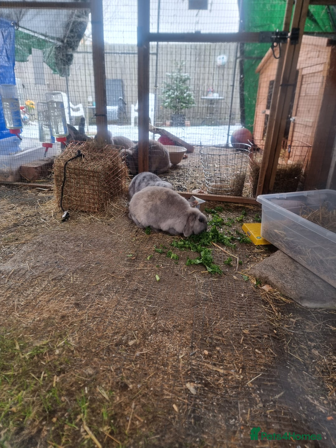 French Lop rabbits for sale: Several rabbits needing rehoming donation req  - Advert 3