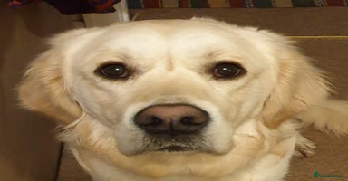 Golden Retriever dogs - Advert 7