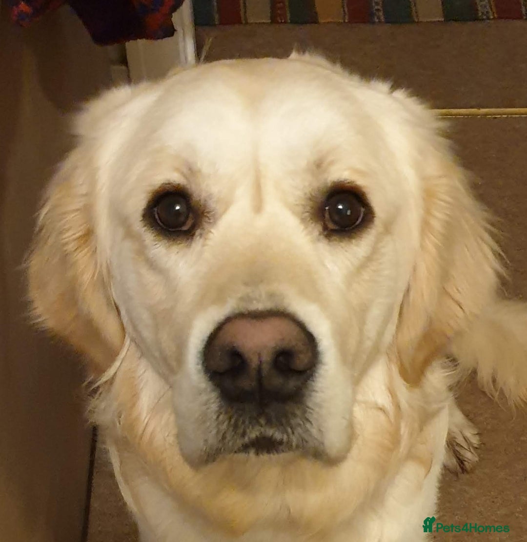 Golden Retriever dogs for stud: Hello I'm Otto - Image 2