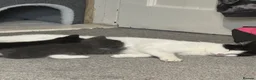 Mixed Breed cats for sale: 2 little kittens for sale in Southsea - Advert 4