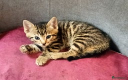 Bengal cats for sale: Bengal X Kittens High % Wild Asian Leopard Cat.  - Image 29