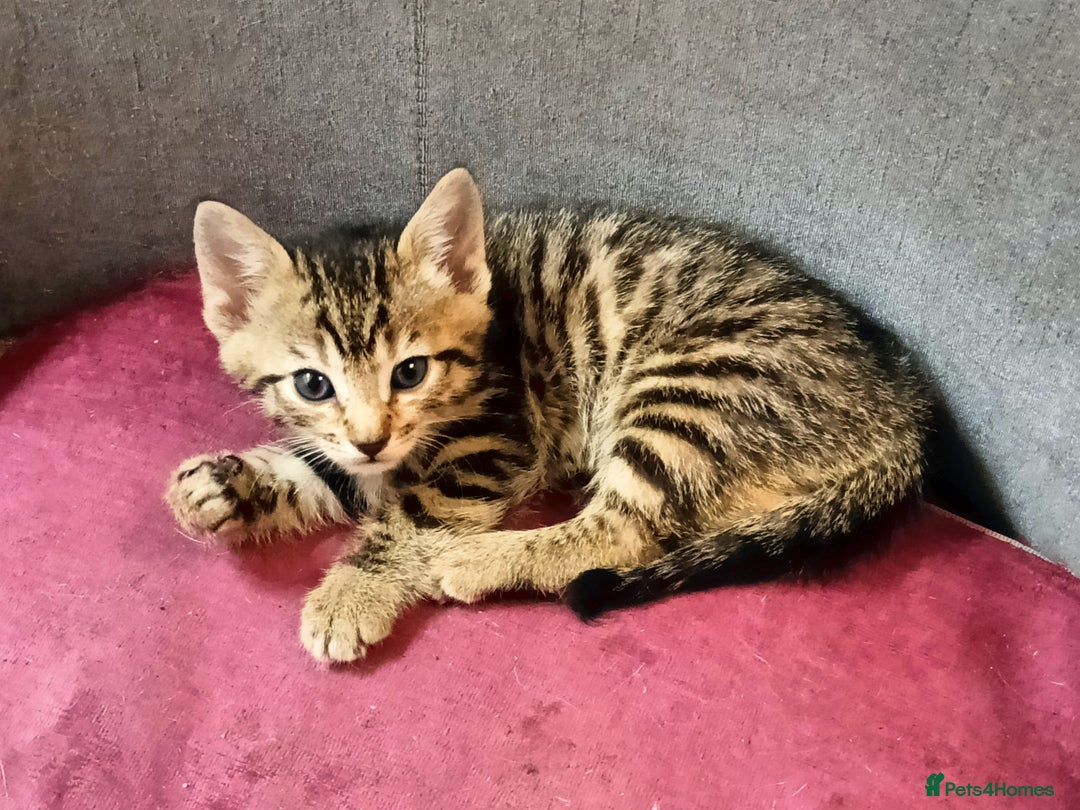 Bengal cats for sale: Bengal X Kittens High % Wild Asian Leopard Cat.  - Image 29