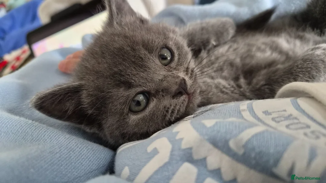 British Shorthair cats for sale: Beautiful British Shorthair Cross Kittens - Advert 1