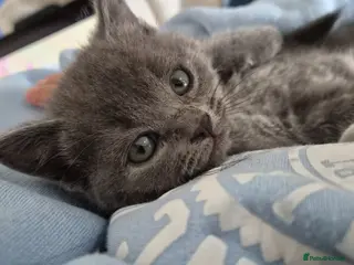British Shorthair cats Beautiful British Shorthair Cross Kittens - Advert 5