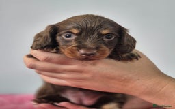 Miniature Dachshund dogs for sale: KC Registered Miniature Dachshund  - Image 9