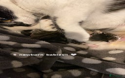 Mixed Breed cats for sale: One beautiful boy - Image 11