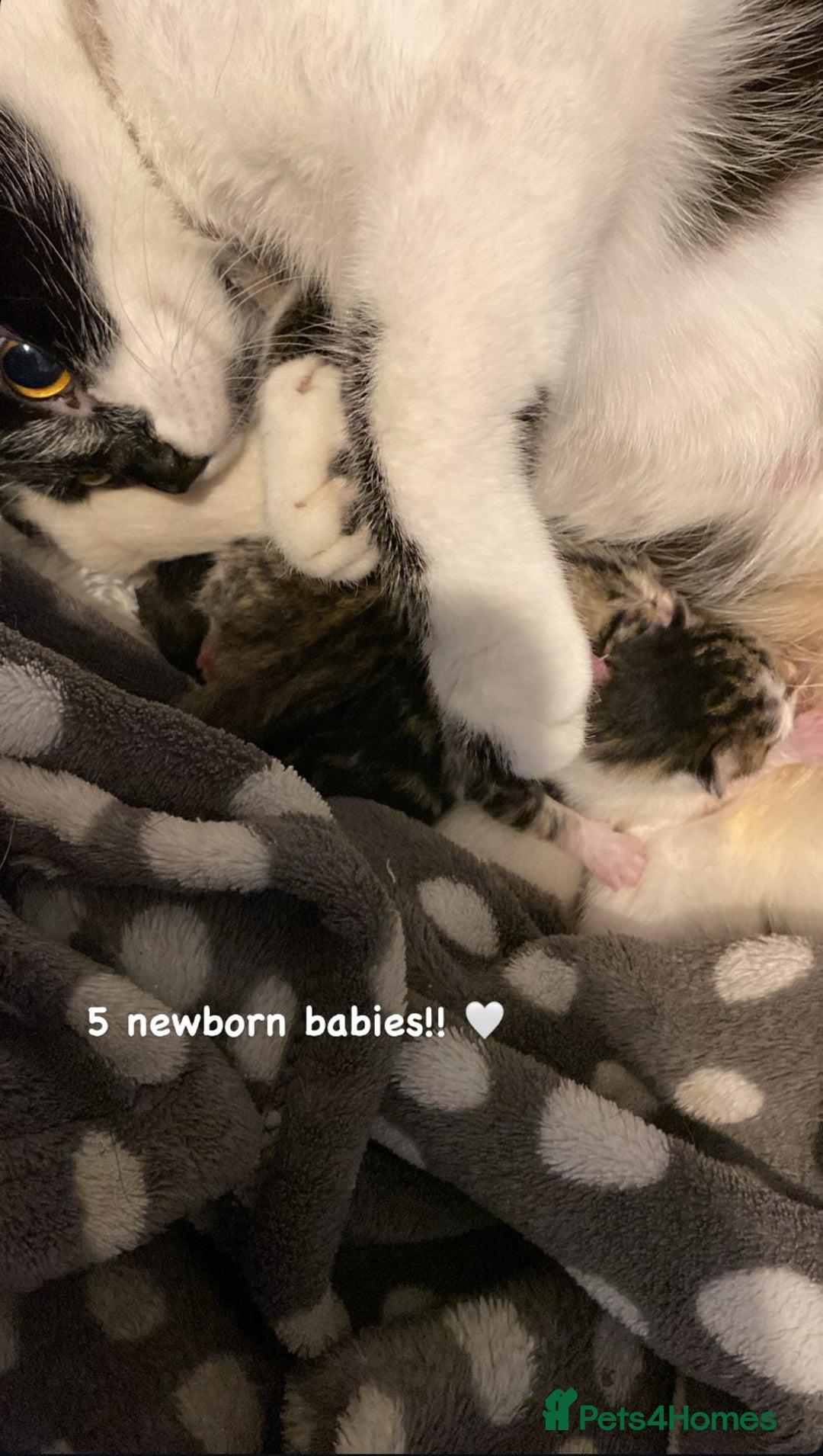 Mixed Breed cats for sale: One beautiful boy - Image 11