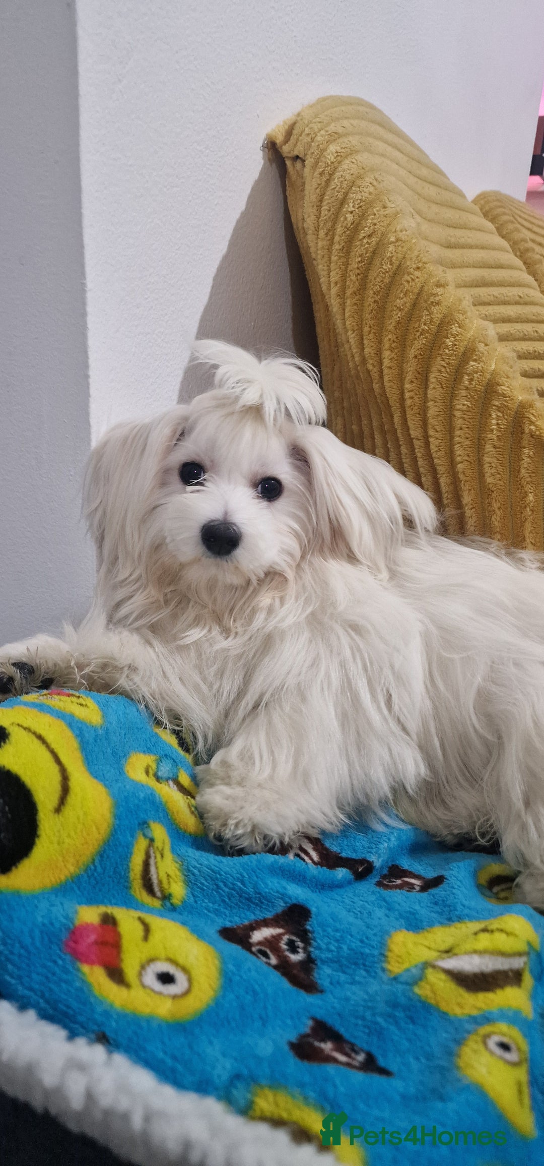 Maltese dogs for sale: Beautiful White Maltese - Advert 2