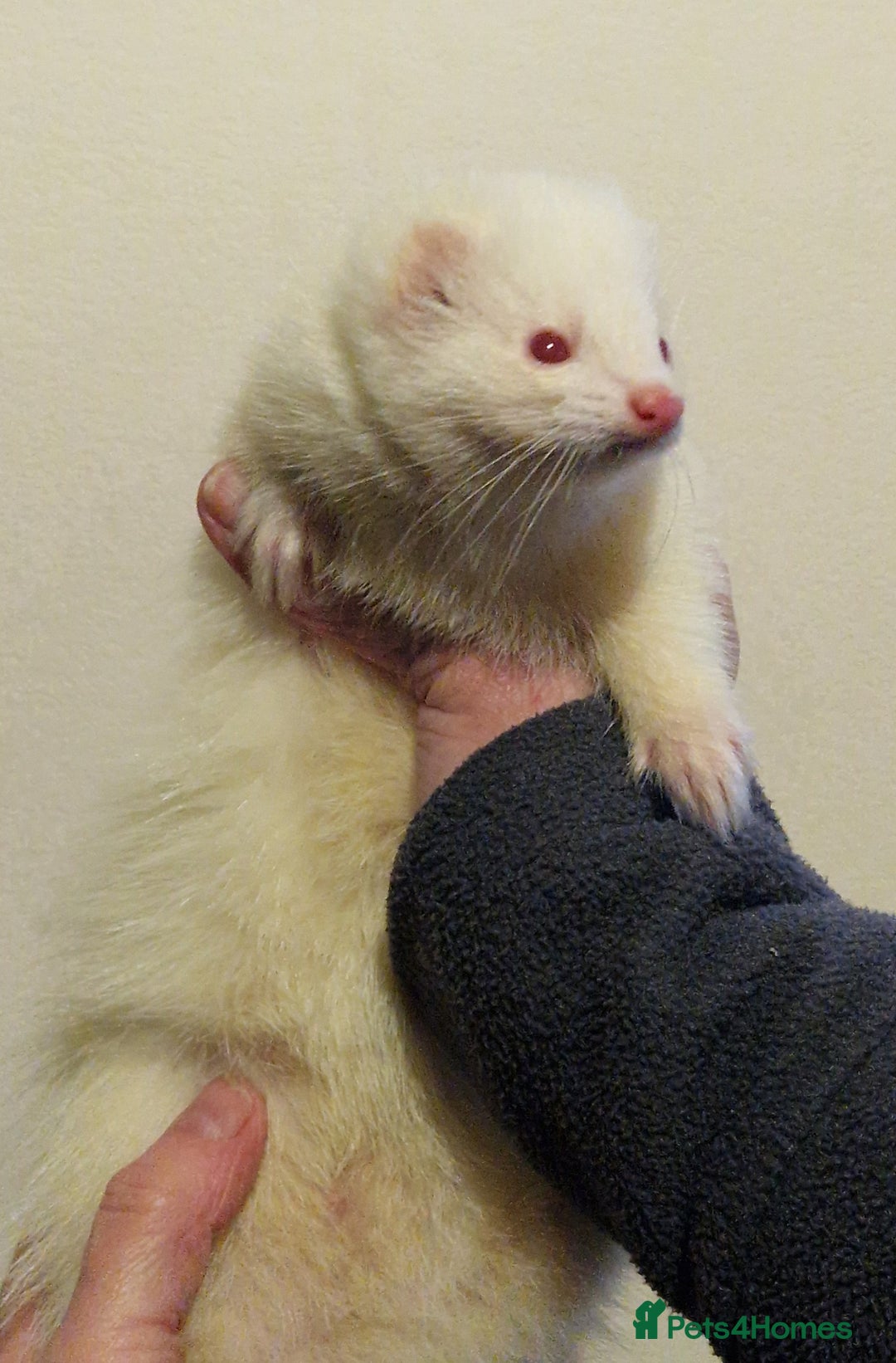 Ferret rodents for sale: Micro ferret hob - Advert 3