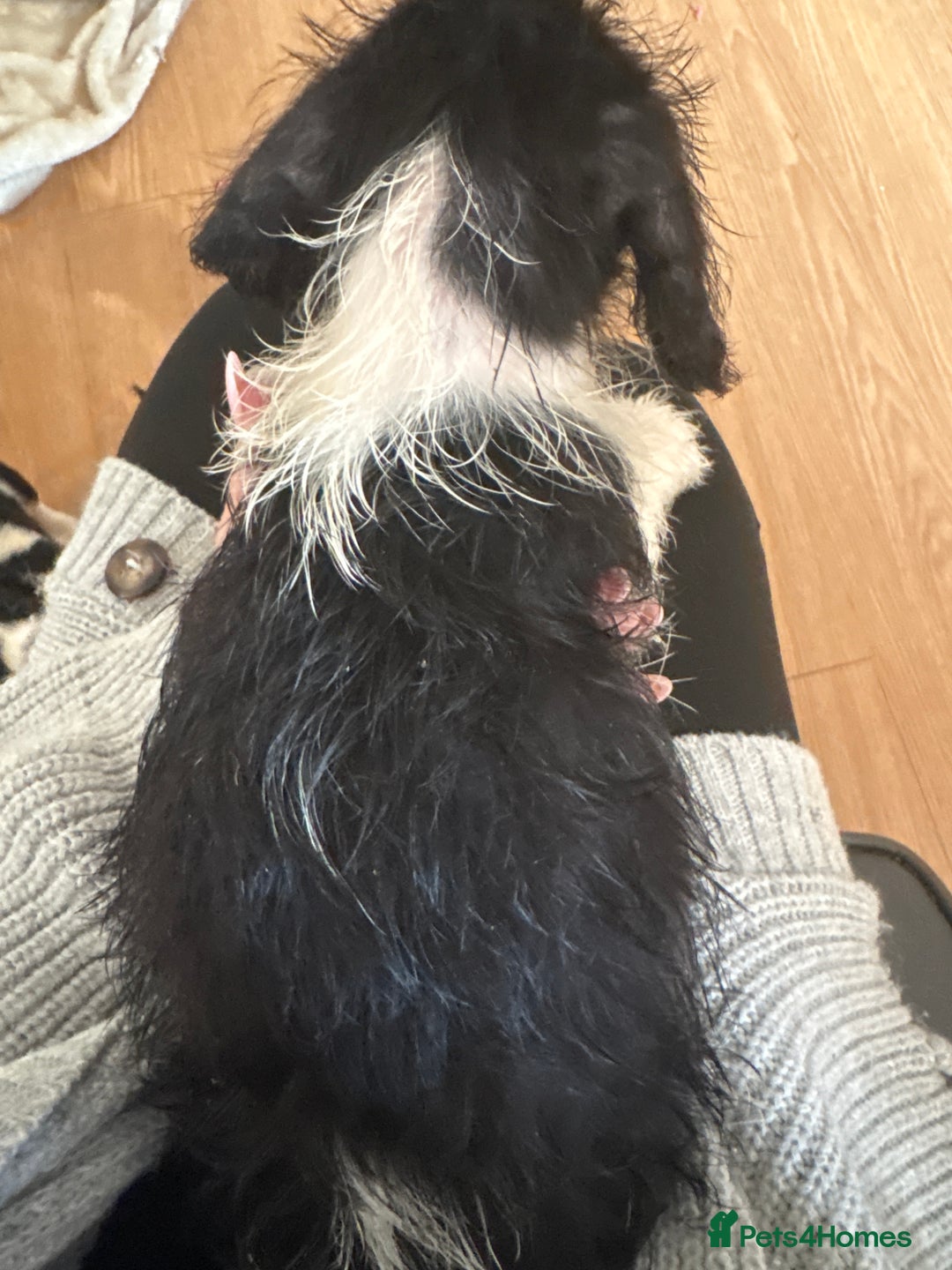 Dachshund dogs for sale: 5 dachshund x cavachon pups for sale  - Image 21