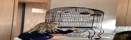 Budgerigars birds for sale: Blue & Coco – Beautiful Budgie Boys in London - Advert 17