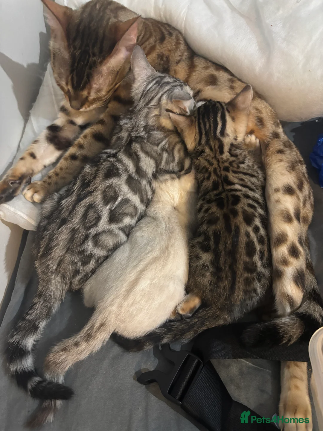 Bengal cats for sale: Outstanding Bengal kittens Snow lynx point  - Advert 4