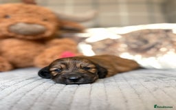 Miniature Dachshund dogs for sale: KC LONG HAIRED MINIATURE DACHSHUNDS🤍 - Image 9