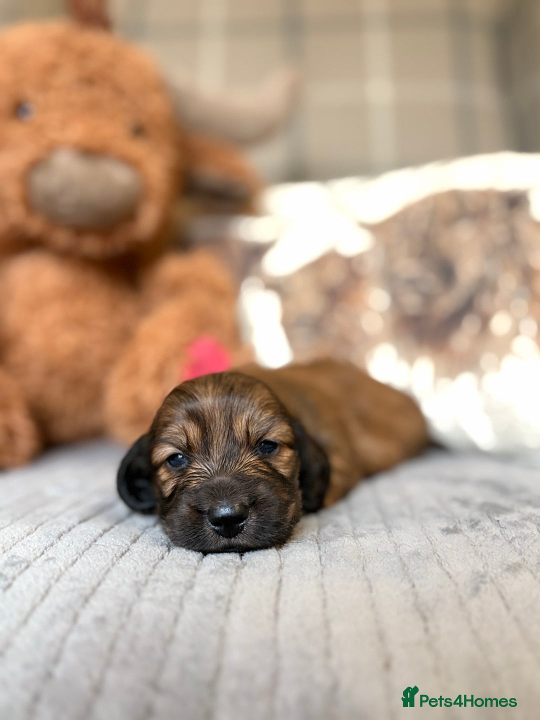 Miniature Dachshund dogs for sale: KC LONG HAIRED MINIATURE DACHSHUNDS🤍 - Image 9