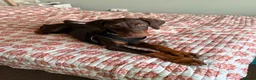 Dobermann dogs for sale: 4 Month Zi-Zi  in Paignton - Advert 5