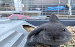 Mini Lop rabbits for sale: X2 bonded rabbits and hutch & cage - Image 5