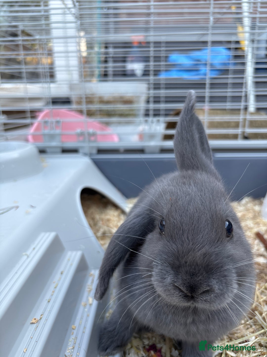 Mini Lop rabbits for sale: X2 bonded rabbits and hutch & cage - Image 5