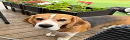Beagle dogs for stud: Handsome Beagle Available at Stud in Swadlincote - Advert 3