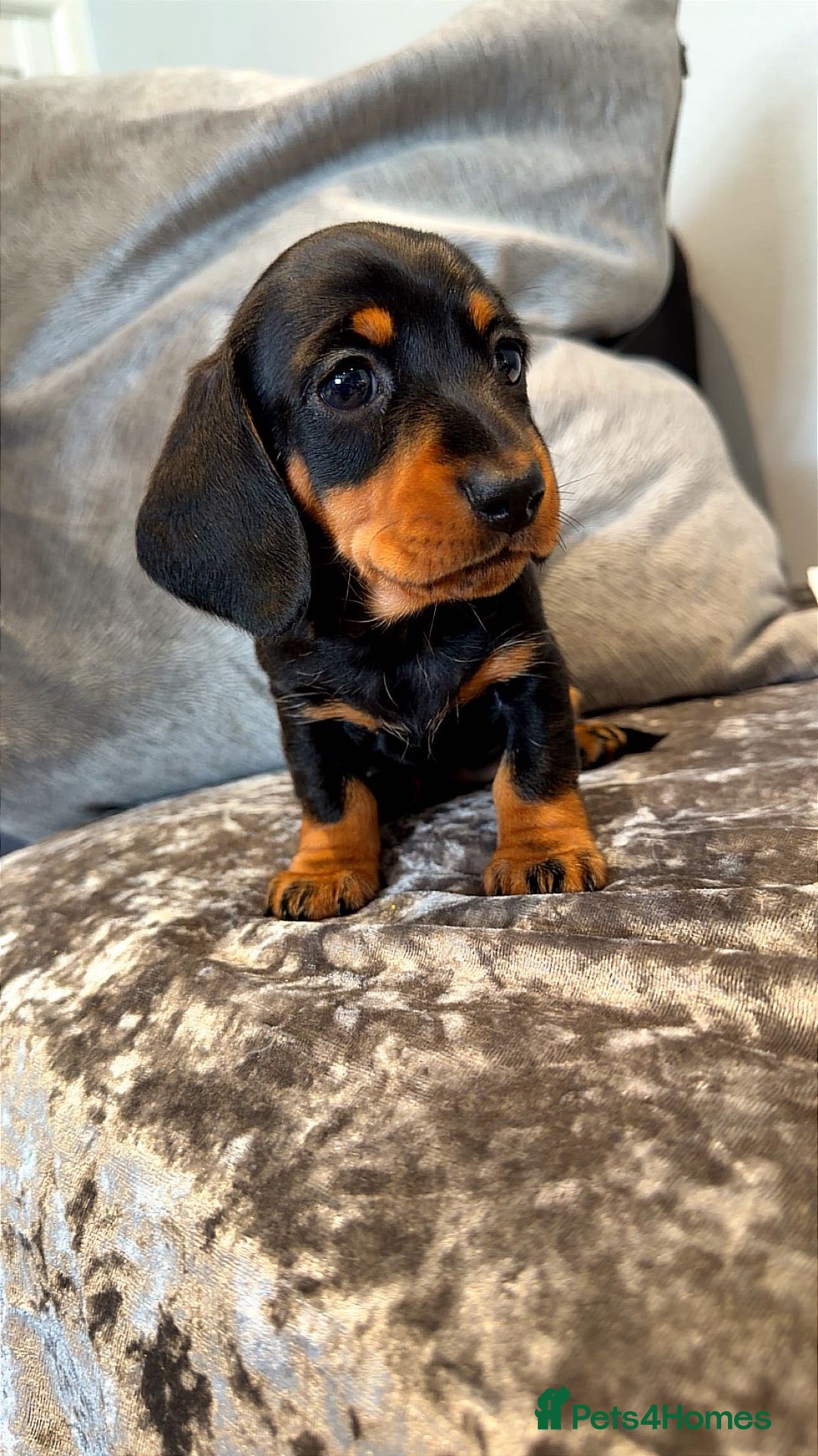 Miniature Dachshund dogs Stunning kc reg mini smooth pups ready to go  - Advert 1