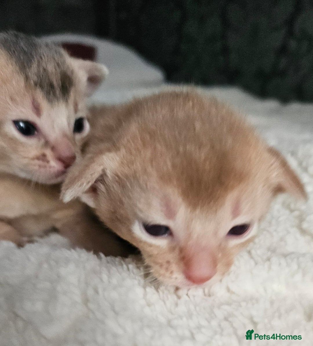 Abyssinian cats for sale: Abyssinian  - Advert 19