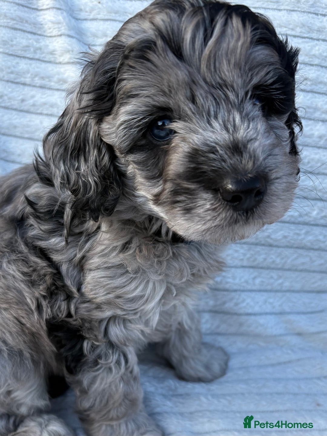 Cavapoo dogs for sale: 🌟HEALTH TESTED F1B CAVAPOO MERLE STUNNING PUPPIES - Image 23
