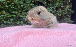 Mini Lop rabbits for sale: Mini lops and mini double maned lionheads  - Image 9