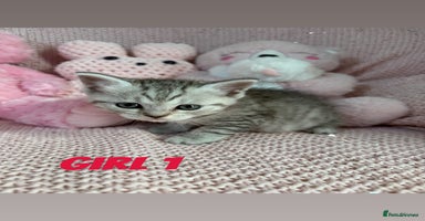 British Shorthair cats - Advert 13