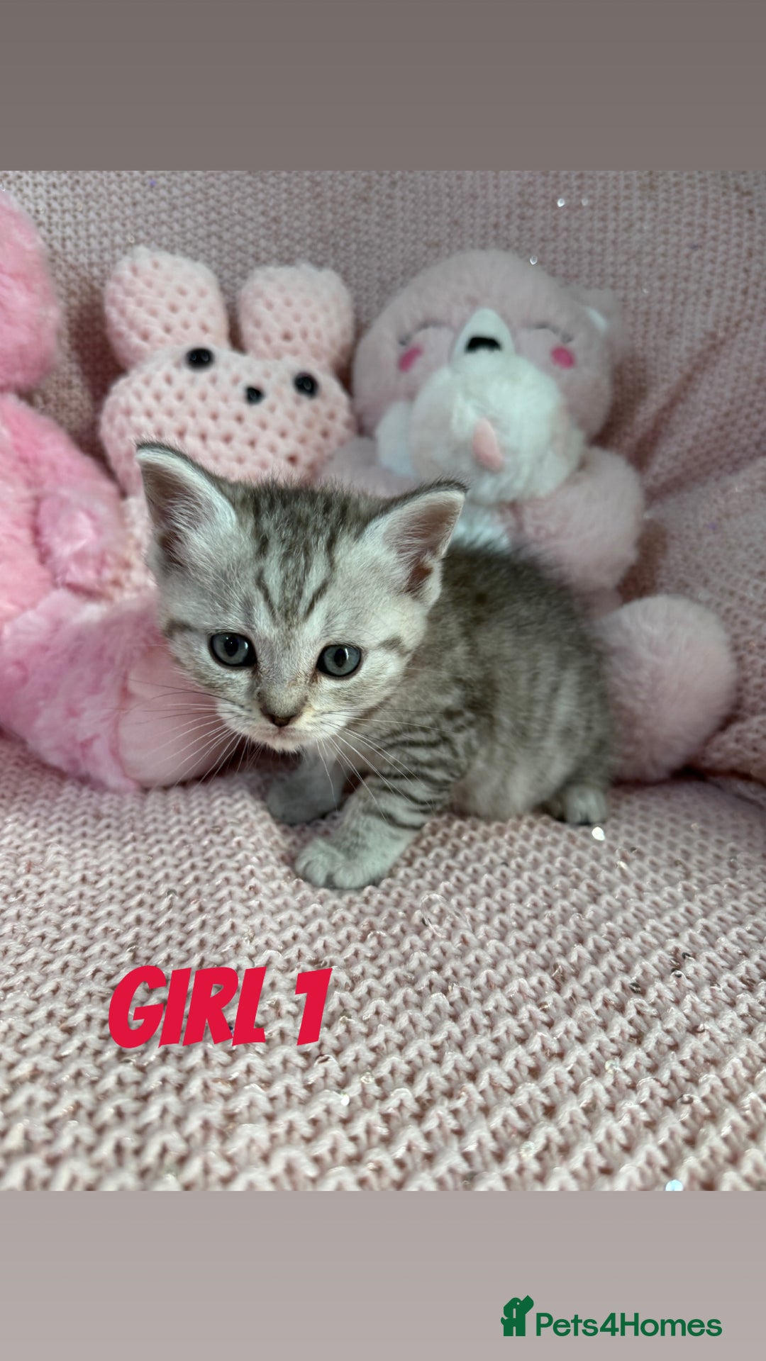 British Shorthair cats for sale: *stunning* silver tabby British short haired  - Image 3