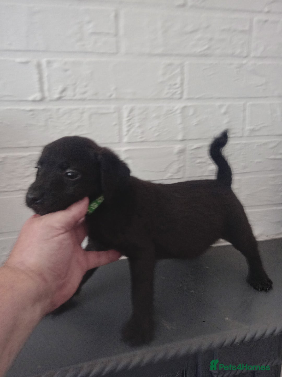 Patterdale Terrier dogs for sale: Patterdale pups for sale ready now - Image 20
