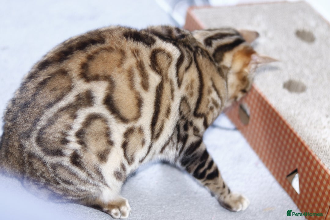 Bengal cats for sale: 🔥ELITE IMPORTED SEAL SEPIA BENGAL QUEEN ACTIVE⭐ - Advert 14