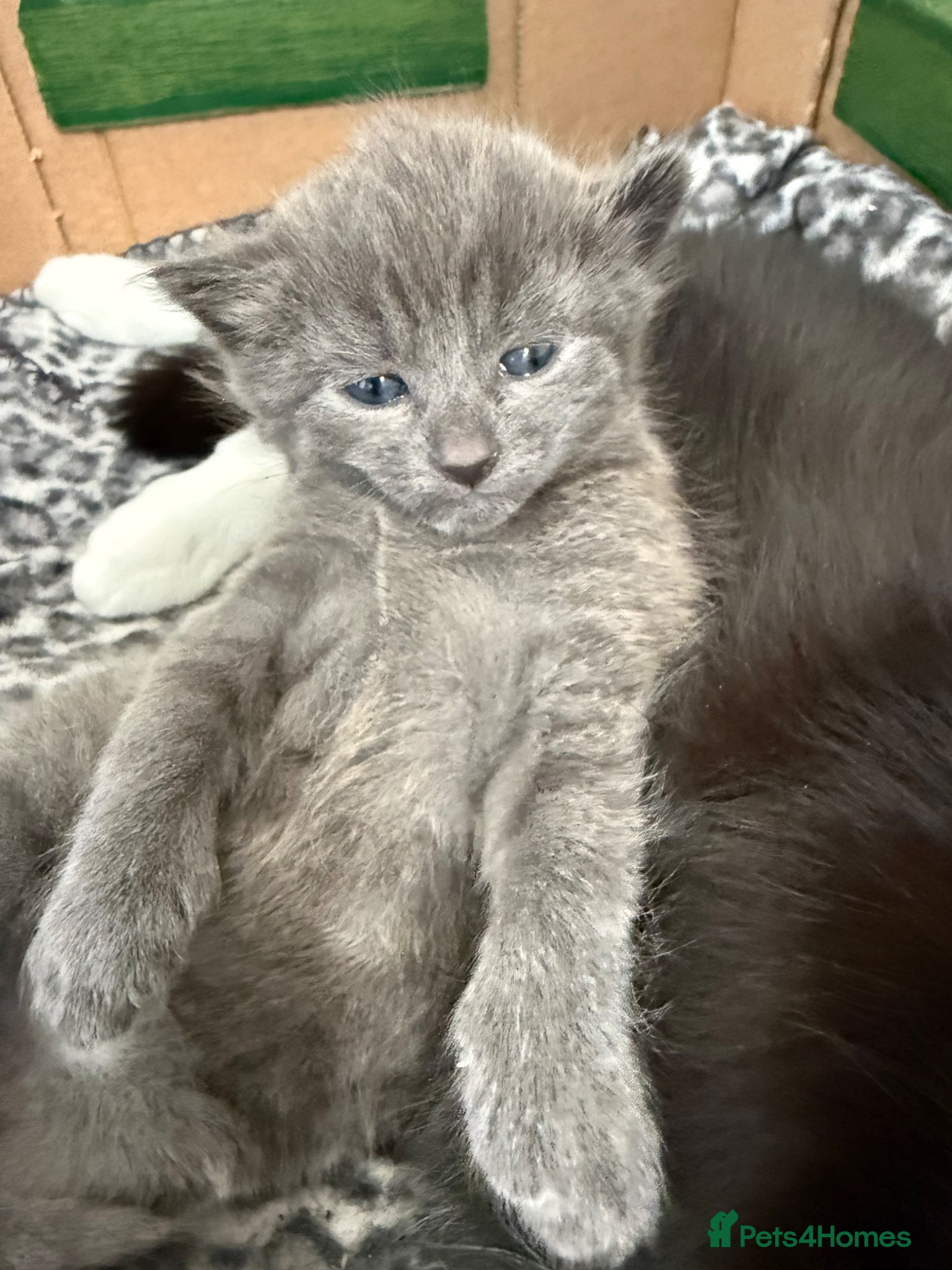 British Shorthair cats One Grey kitten - Advert 10