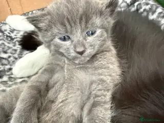 British Shorthair cats One Grey kitten - Advert 10