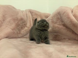 Scottish Fold cats Chunky Scottish fold kittens - Advert 13